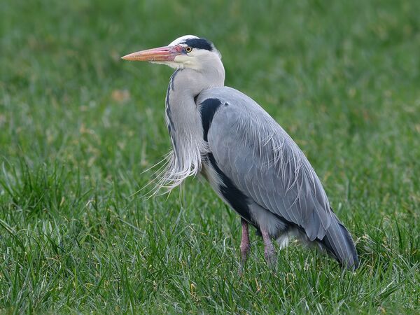 Graureiher (Foto: Günther Niehaus)